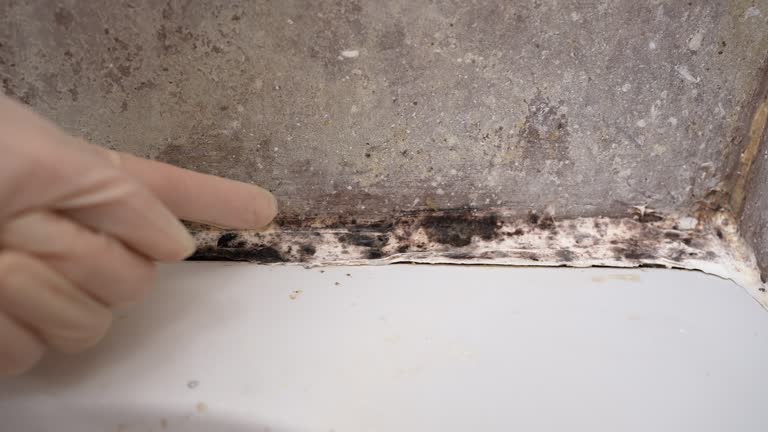 Mold Documentation for Insurance Claims in Port Byron, IL